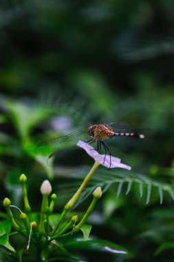 Yusufçuk yapraklara oturur.