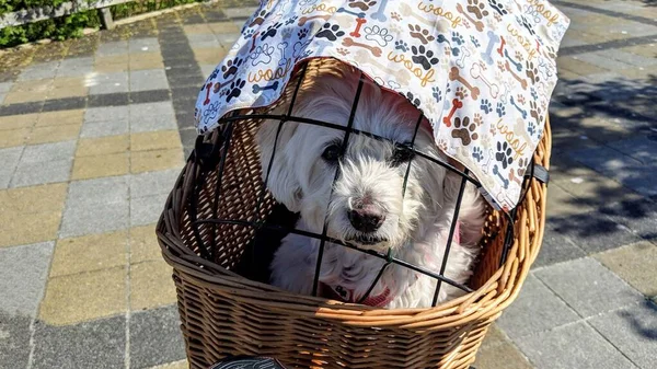 Dog Basket Bicycle — Stockfoto