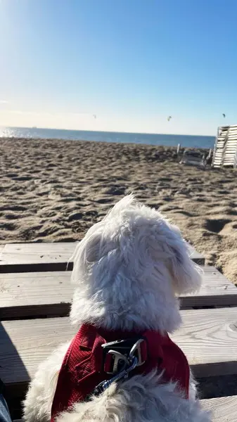 Cute Dog Watching Beach — стоковое фото