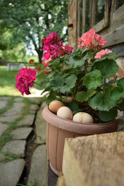 Taze tavuk yumurtaları yakın plan, kırsal kesimde, ilginç bir yerleşim kutusu olarak açık bir çiçek ekicisine yerleştirilir.