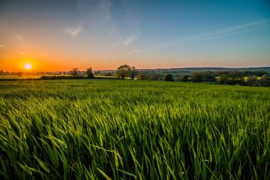 Kuzey Yorkshire, İngiltere 'deki tarlaların yanındaki parlak gün batımı