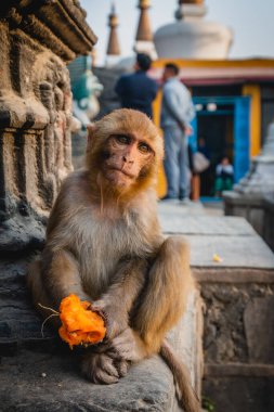 Nepal 'de bir tapınakta meyve yiyen bir maymun.