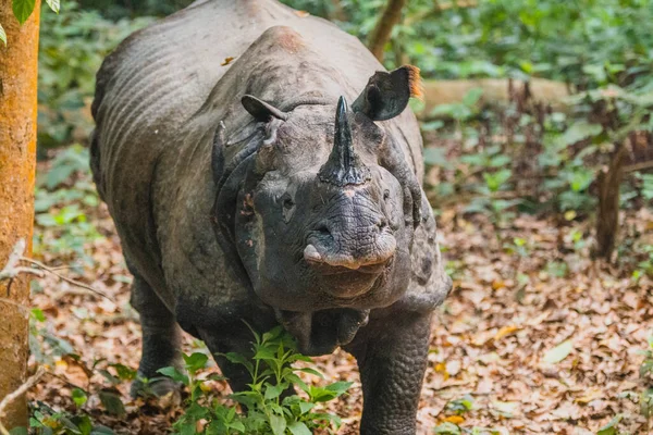 Gergedan Chitwan Ulusal Parkı, Nepal