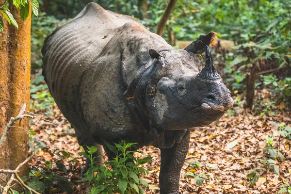 Gergedan Chitwan Ulusal Parkı, Nepal