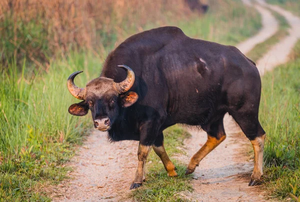 Hindistan Bizonu Chitwan Ulusal Parkı, Nepal