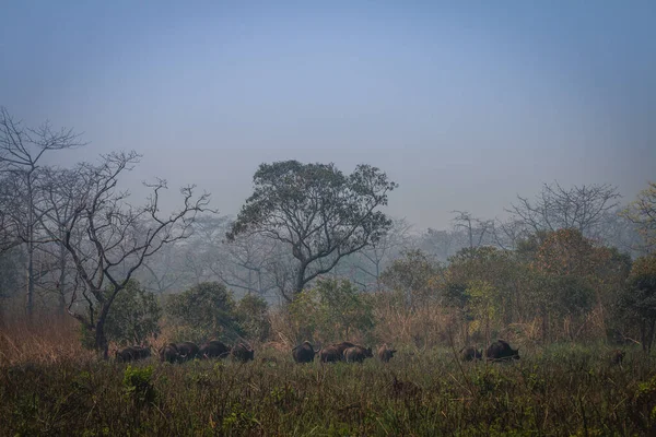 Hindistan Bizonu Chitwan Ulusal Parkı, Nepal