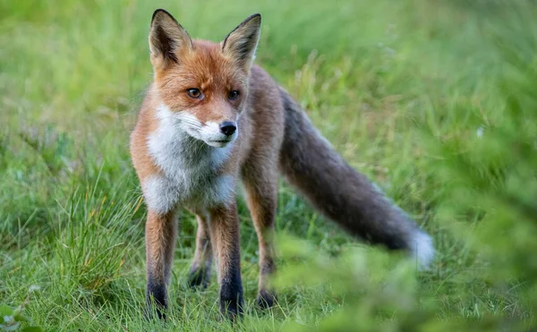 Kuzey İsveç 'te tilki uzun otların arasında yürüyor