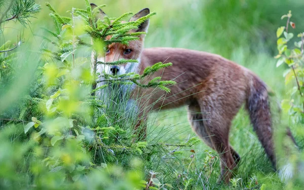 Fox Walking Long Grass Northern Sweden — Foto de Stock
