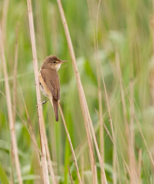 Reed Warbler Yorkshire, İngiltere