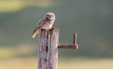 Yorkshire, İngiltere 'de küçük bir baykuş 