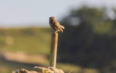 Yorkshire, İngiltere 'de küçük bir baykuş 