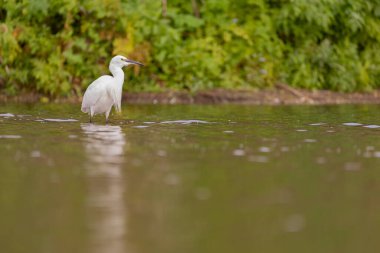 Egret, Yorkshire, İngiltere 'de bir nehirde durdu.