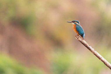 Kingfisher Yorkshire, İngiltere 'de bir levrekte oturuyor.