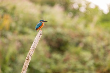 Kingfisher Yorkshire, İngiltere 'de bir levrekte oturuyor.