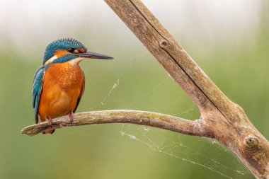 Kingfisher Yorkshire, İngiltere 'de bir levrekte oturuyor.