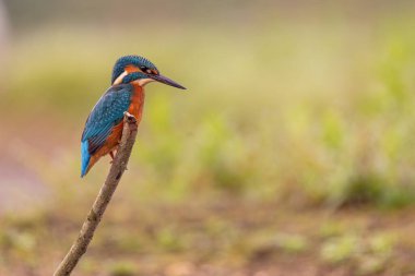 Kingfisher sitting on a perch in Yorkshire, England