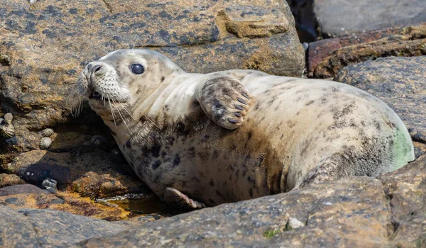 İngiltere, Yorkshire 'da güneşte yıkanan gri fok balığı