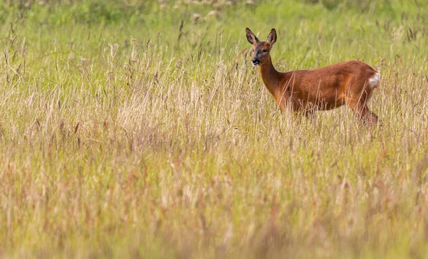 Roe Deer Grassy Field Yorkshire England — Foto de Stock