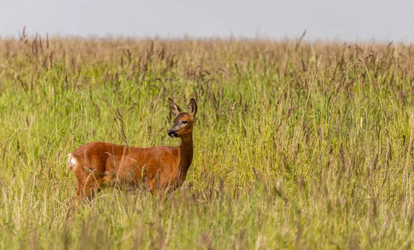 Roe Geyiği Yorkshire, İngiltere 'de çimenlik bir arazide 