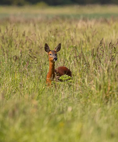 Roe Deer Grassy Field Yorkshire England — Foto de Stock