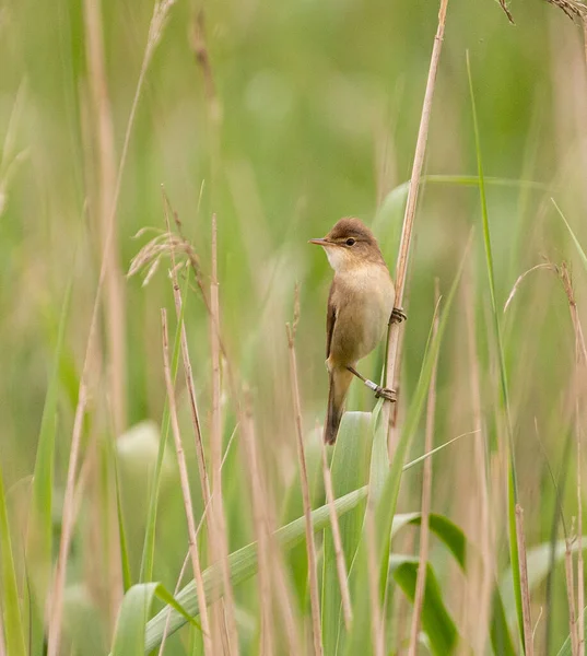 Reed Warbler Yorkshire, İngiltere