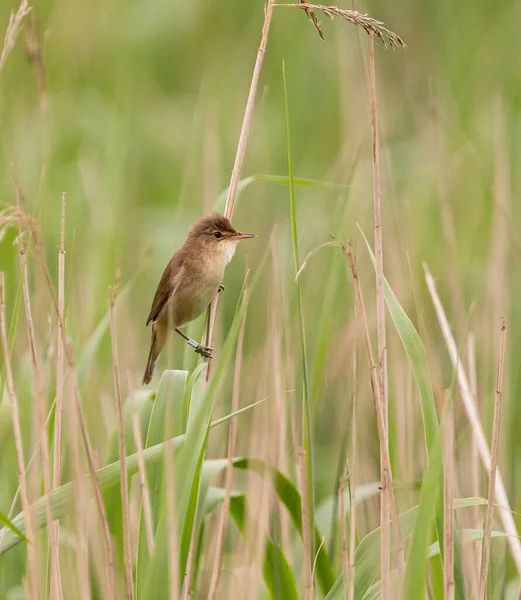 Reed Warbler Yorkshire, İngiltere
