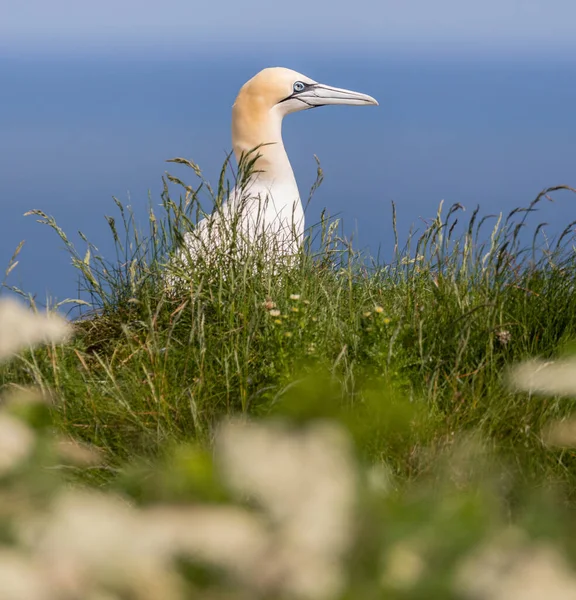 Portrait Gannet Bempton Cliffs Yorkshire England — Stockfoto