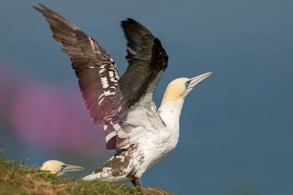 Portrait Gannet Bempton Cliffs Yorkshire England — Photo