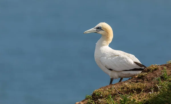 Bempton Cliffs, Yorkshire, İngiltere 'de bir Gannet portresi