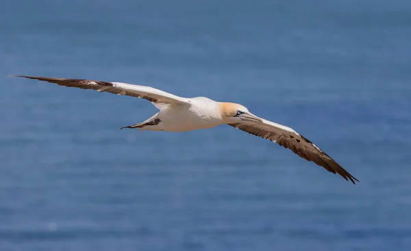 Gannet Flying Bempton Cliffs Yorkshire England — Stockfoto