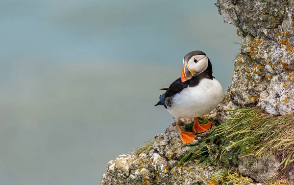 Puffin Perched Cliff Bempton Cliffs Yorkshire England — Foto Stock
