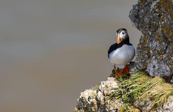 Puffin Perched Cliff Bempton Cliffs Yorkshire England — Foto Stock