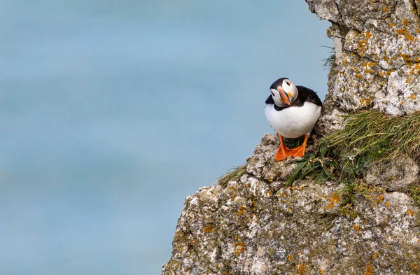 Martı, İngiltere Yorkshire, Bempton Kayalıkları 'ndaki bir uçuruma tünedi.