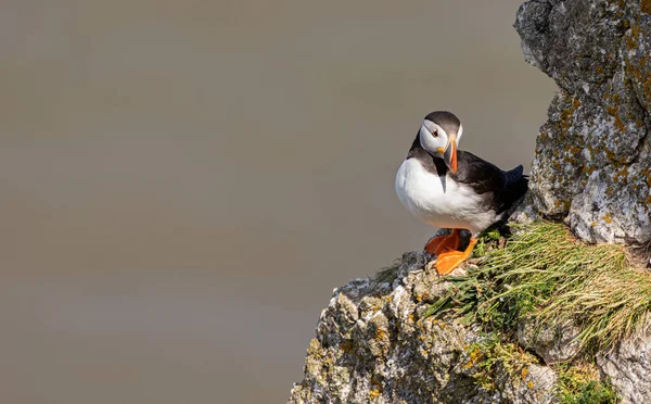 Martı, İngiltere Yorkshire, Bempton Kayalıkları 'ndaki bir uçuruma tünedi.