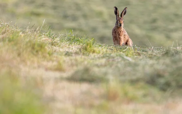 Hare Field Yorkshire England — Foto de Stock