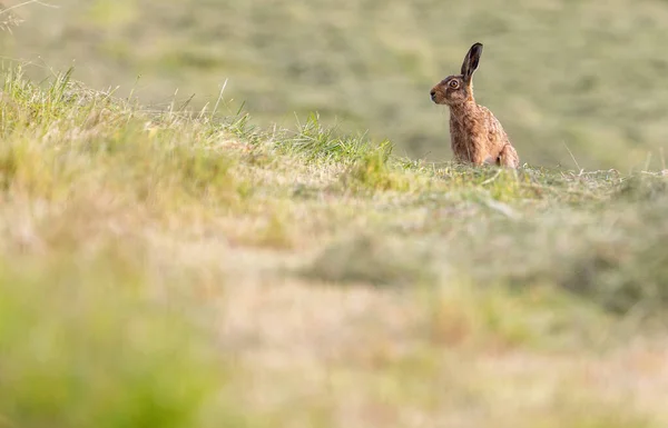 İngiltere, Yorkshire 'da bir tarlada