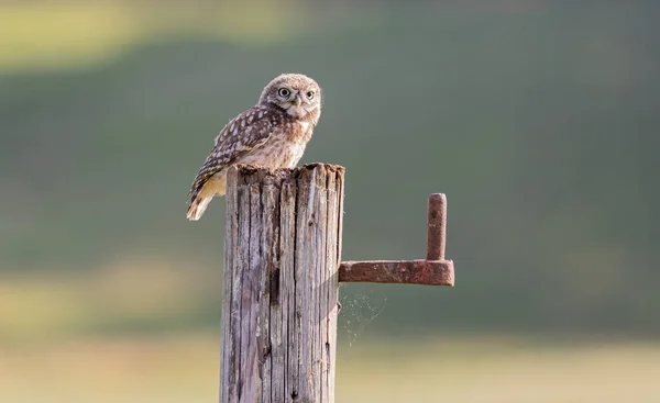 Yorkshire, İngiltere 'de küçük bir baykuş 