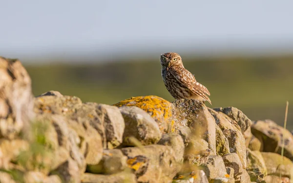 Yorkshire, İngiltere 'de taş duvardaki küçük baykuş.