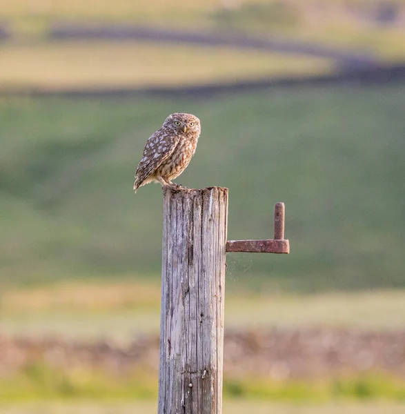 Yorkshire, İngiltere 'de küçük bir baykuş 