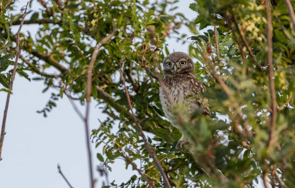 İngiltere, Yorkshire 'da ağaçtaki küçük baykuş.