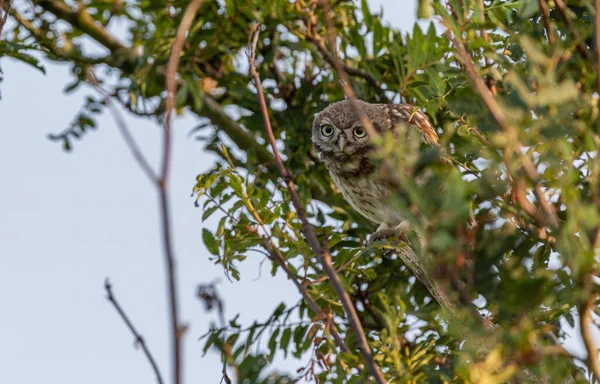 İngiltere, Yorkshire 'da ağaçtaki küçük baykuş.