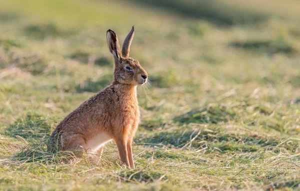 Hare Field Yorkshire England — Foto de Stock