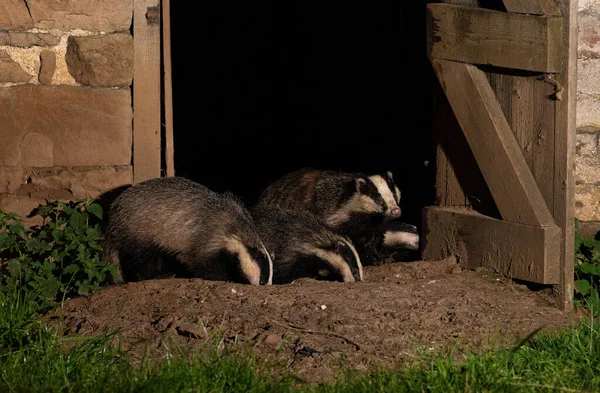 İngiltere, Yorkshire 'da bir ahırın önünde porsuklar.