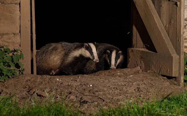 İngiltere, Yorkshire 'da bir ahırın önünde porsuklar.