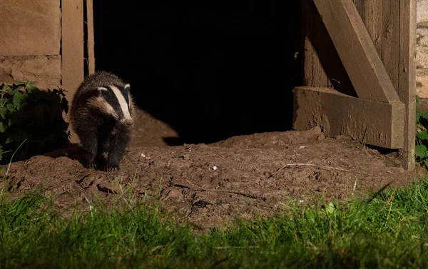 İngiltere, Yorkshire 'da bir ahırın önünde porsuk.