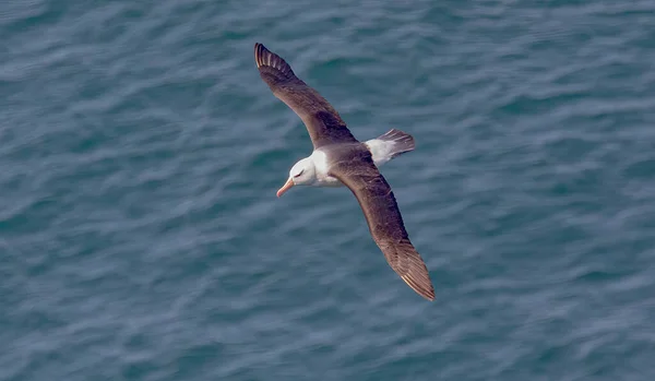 Black Browed Albatross Bempton Cliffs Yorkshire England — Photo