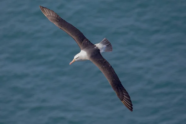 Bempton Cliffs, Yorkshire, İngiltere 'de Kara Kaşlı Albatros