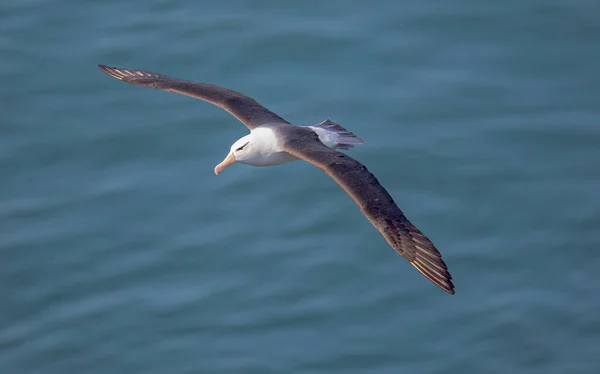 Bempton Cliffs, Yorkshire, İngiltere 'de Kara Kaşlı Albatros