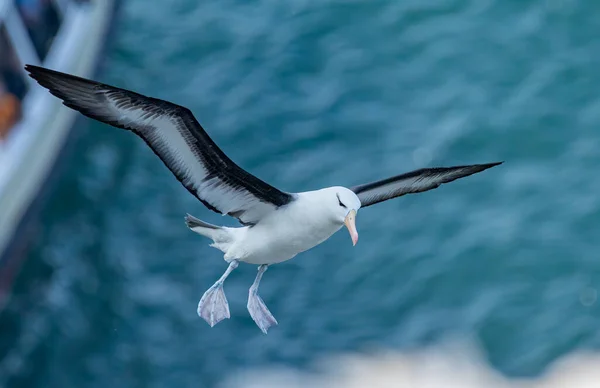 Black Browed Albatross Bempton Cliffs Yorkshire England — Fotografia de Stock