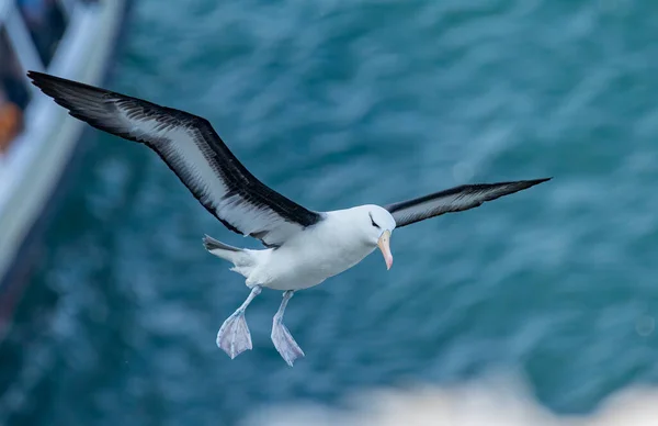 Black Browed Albatross Bempton Cliffs Yorkshire England — Foto de Stock